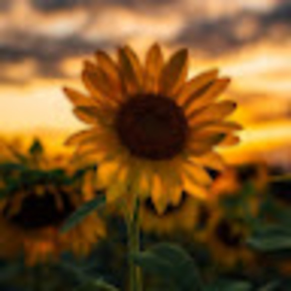 Meet your Posher, Kerra - Picture 1 of 1